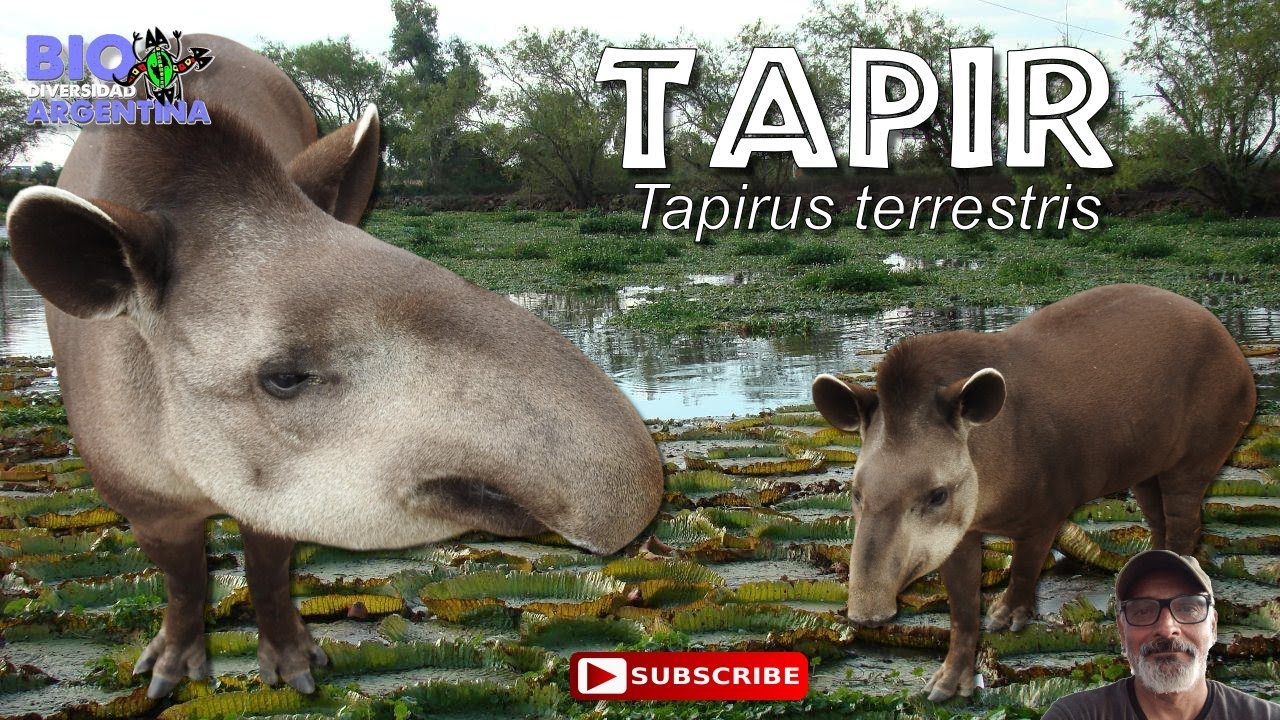 TAPIR (Tapirus terestris) Descripción e historia natural #nature #wildlife #animal #tapir #danta