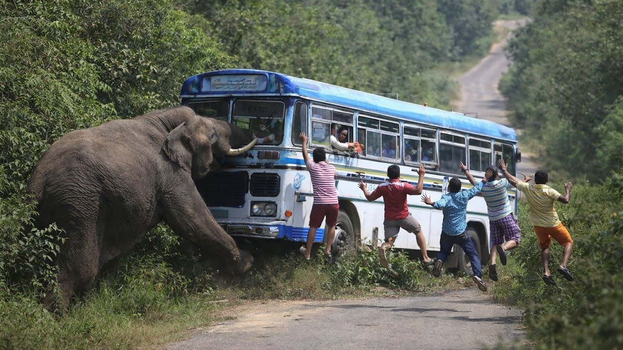 Wild Elephant Attacks Bus on Jungle Road | Shocking Moment 🐘