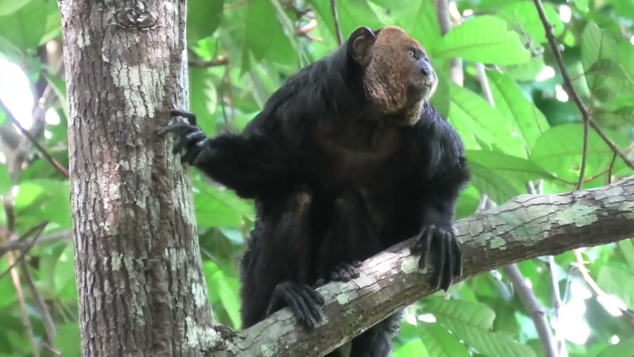 Golden-Faced Saki Deserves a Good Video!