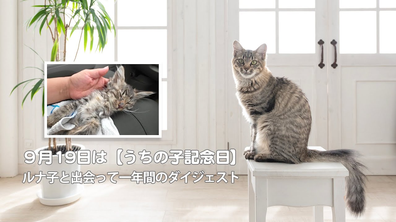 【うちの子記念日】９月１９日ルナ子と出会って１年　ダイジェスト作ってみました