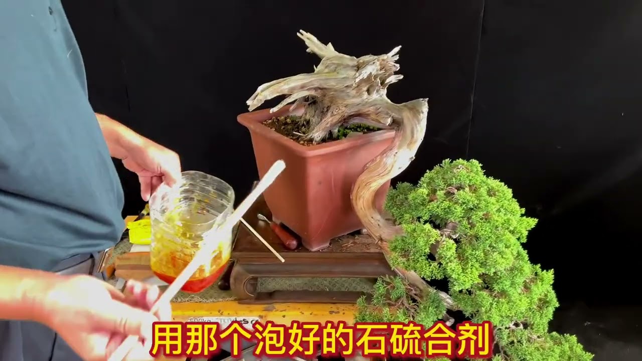 柏树盆景舍利如何维护？如何保养？#盆景 #真柏盆景 #盆景制作