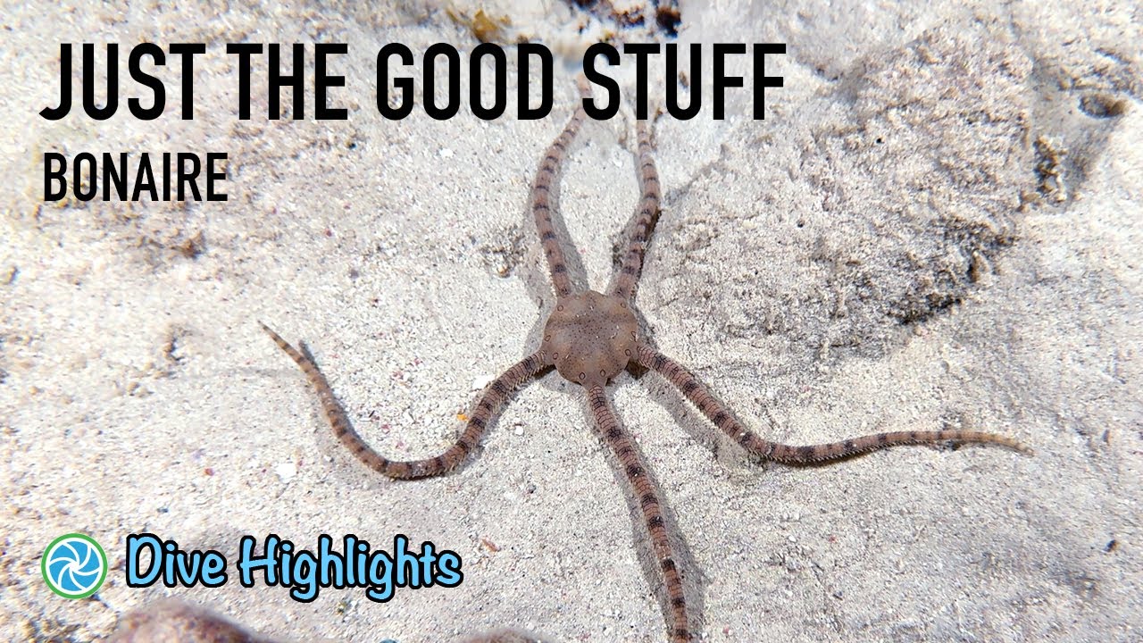 Bonaire Dive Highlights - Just The Good Stuff - November 2024