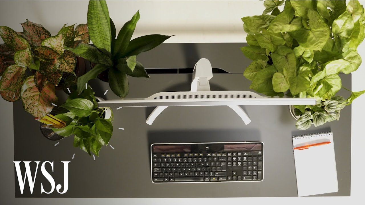 Biophilia Expert Explains How to Pick the Right Office Plants | WSJ