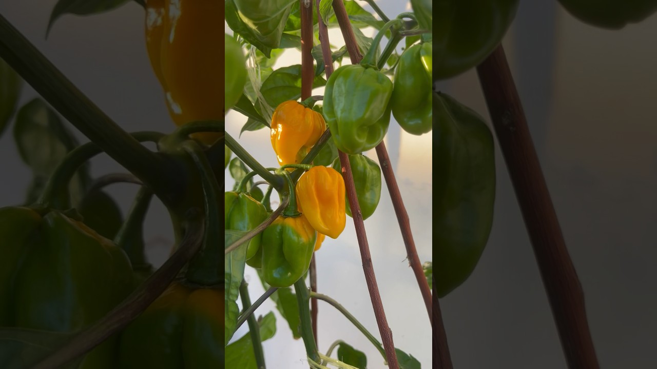 Growing habanero peppers from seeds to harvest #planttimelapse