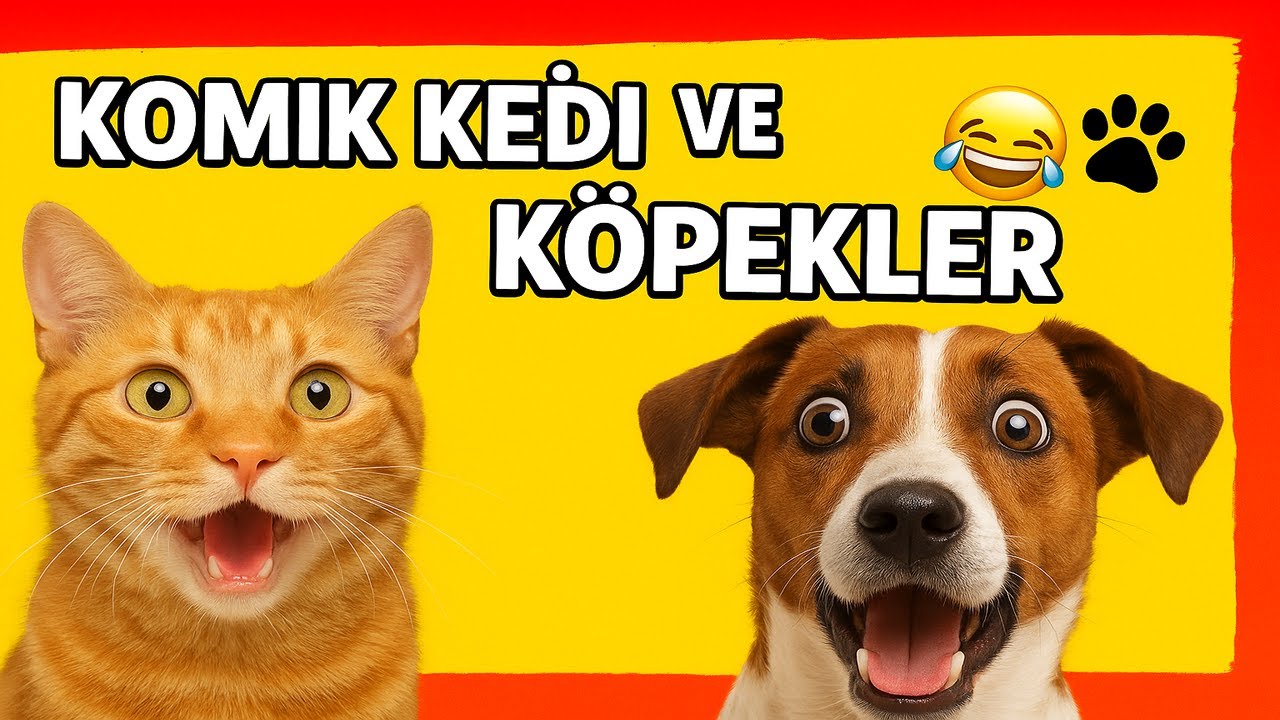 Komik Hayvanlar 😂 Kediler ve K&ouml;peklerin En Eğlenceli Videoları