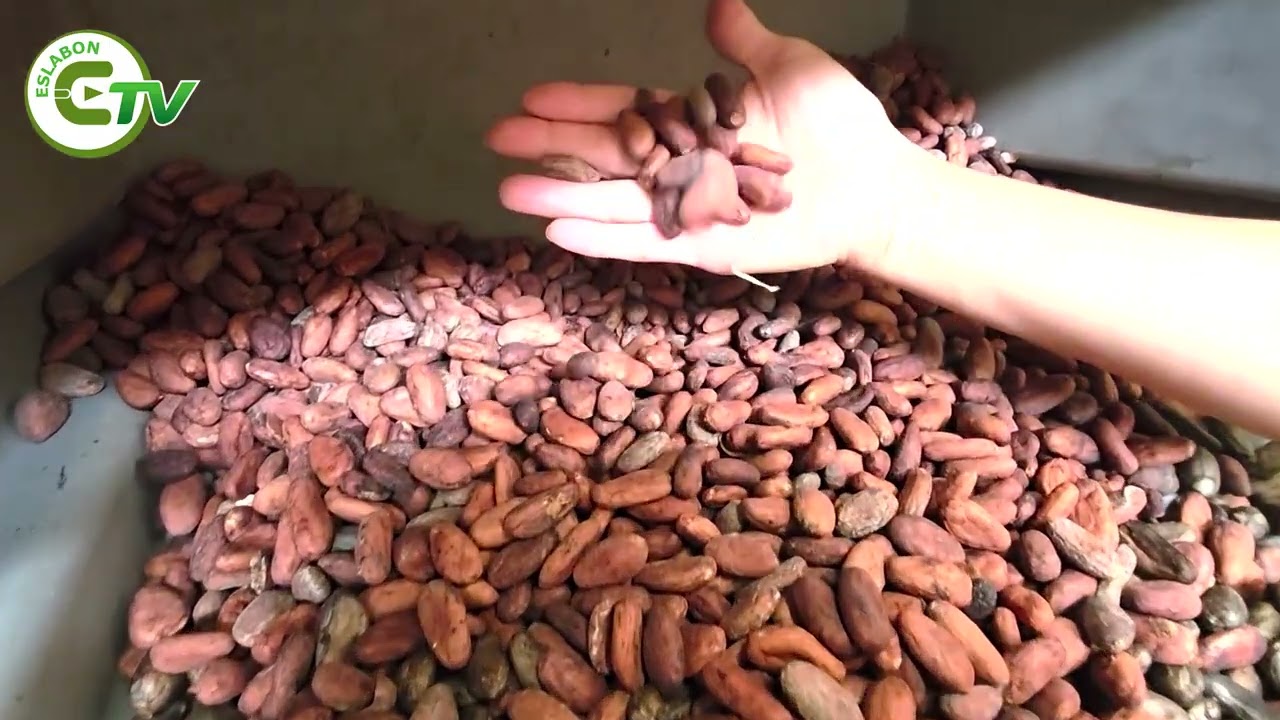 🌱🚨 Preocupación por el cacao amazónico en Napo 🚨🌱