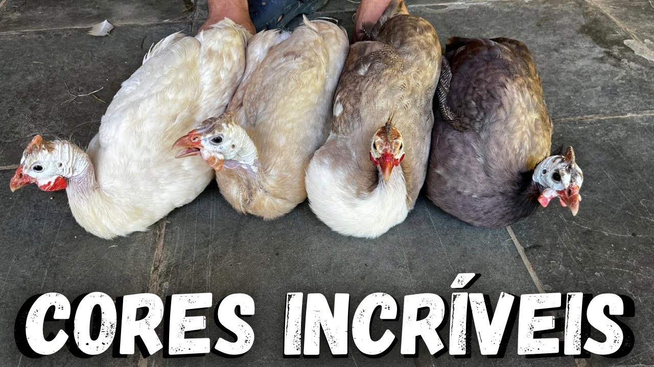 8 MUTAÇÕES DE MARROM EM GALINHAS - D’ANGOLAS / @sitio_do_rb