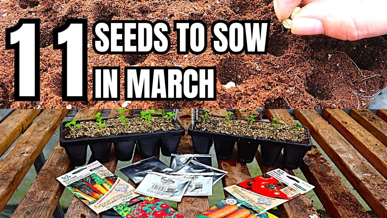 March Veg Gardening: 11 Must Sow Seeds For Success
