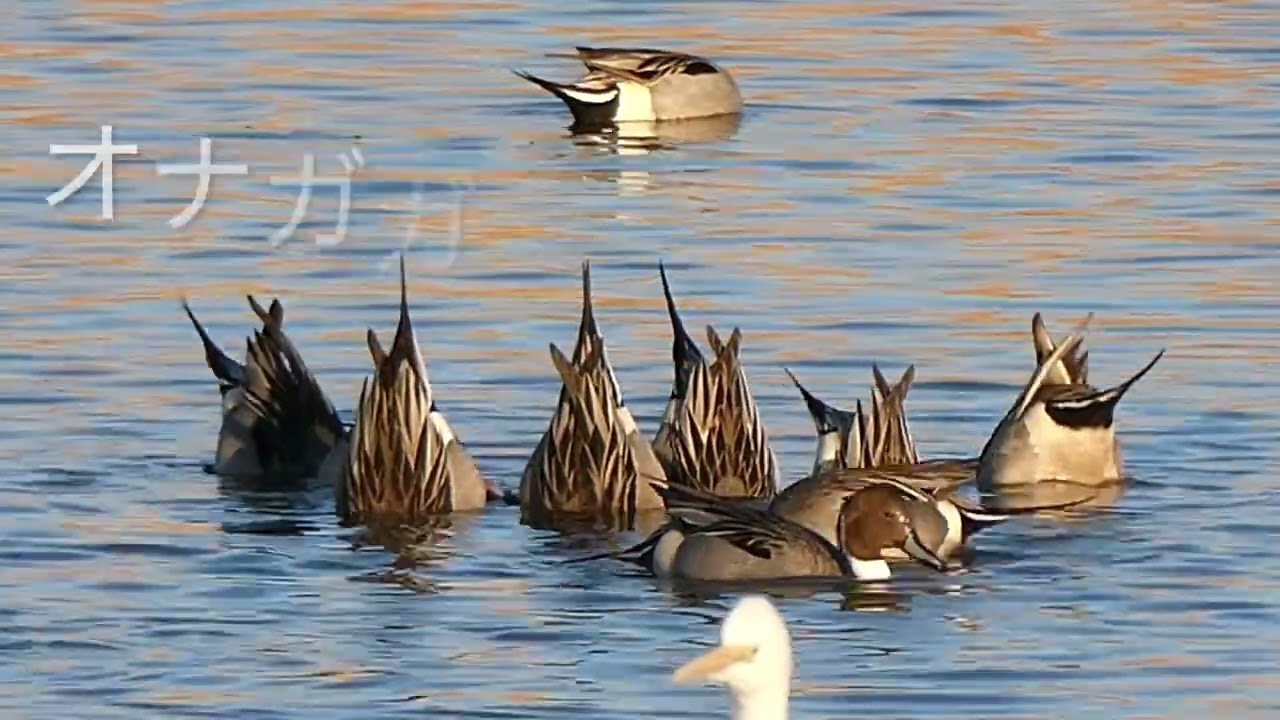 城沼＆多々良沼 探鳥！