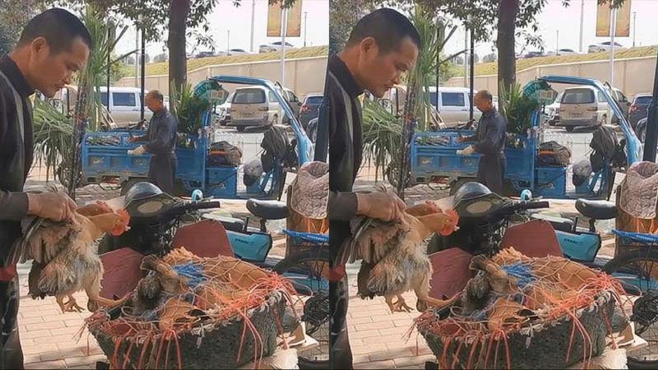 农村大叔骑个电瓶车卖土鸡，现买现杀，这价格比吃猪肉还便宜多了