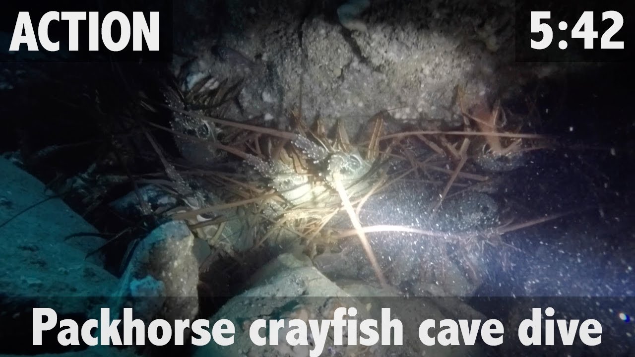 PACKHORSE CRAYFISH CAVE DIVE
