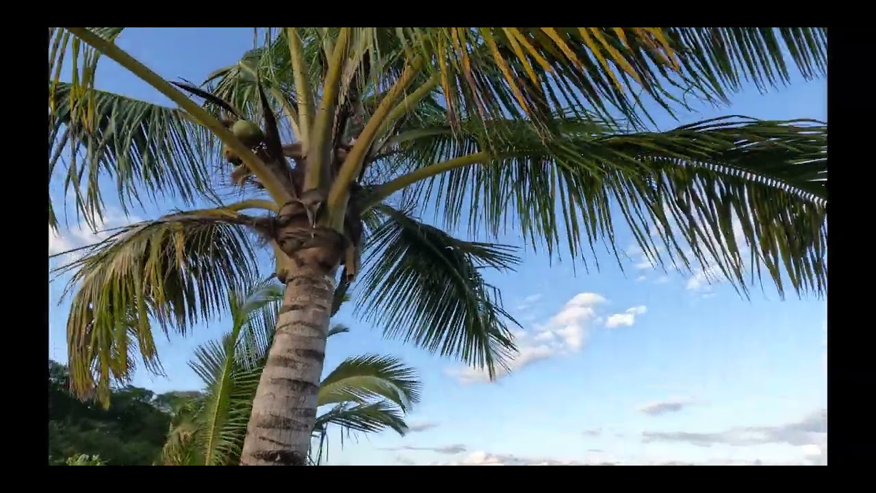 Point du Bout, Les Trois-Ilets, Martinique