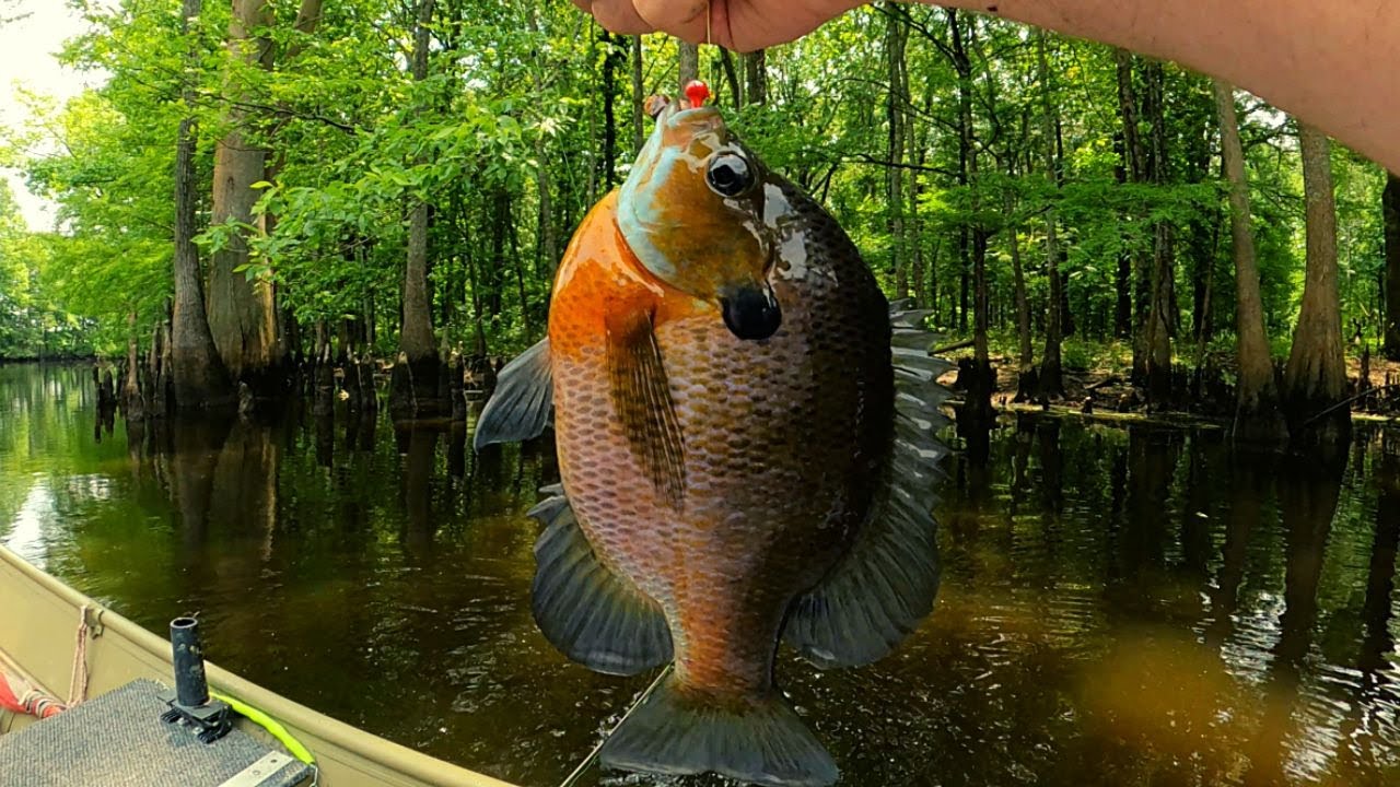 Big Summer Bluegills while Bream fishing!