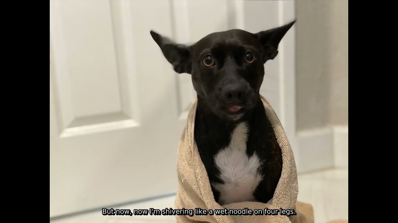 Yoda After Bath 