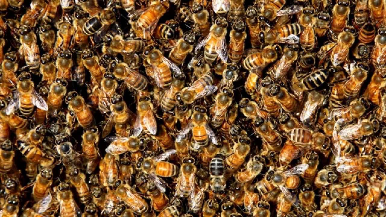 Bees for 12 Damn Hours