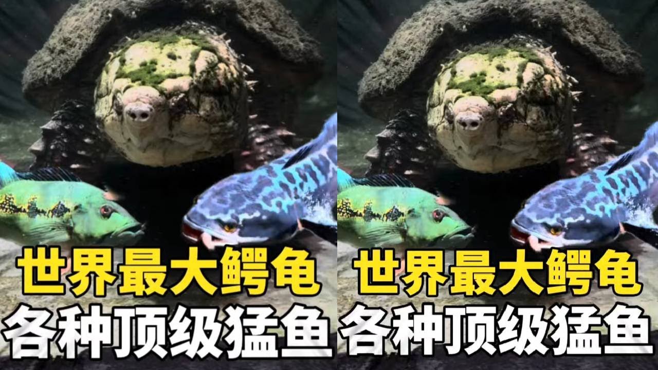 世界最大鳄龟？餐厅里都是顶级猛鱼和宠物！ #神奇动物在抖音 #养鱼日记 #鳄龟 #鲁伟学长