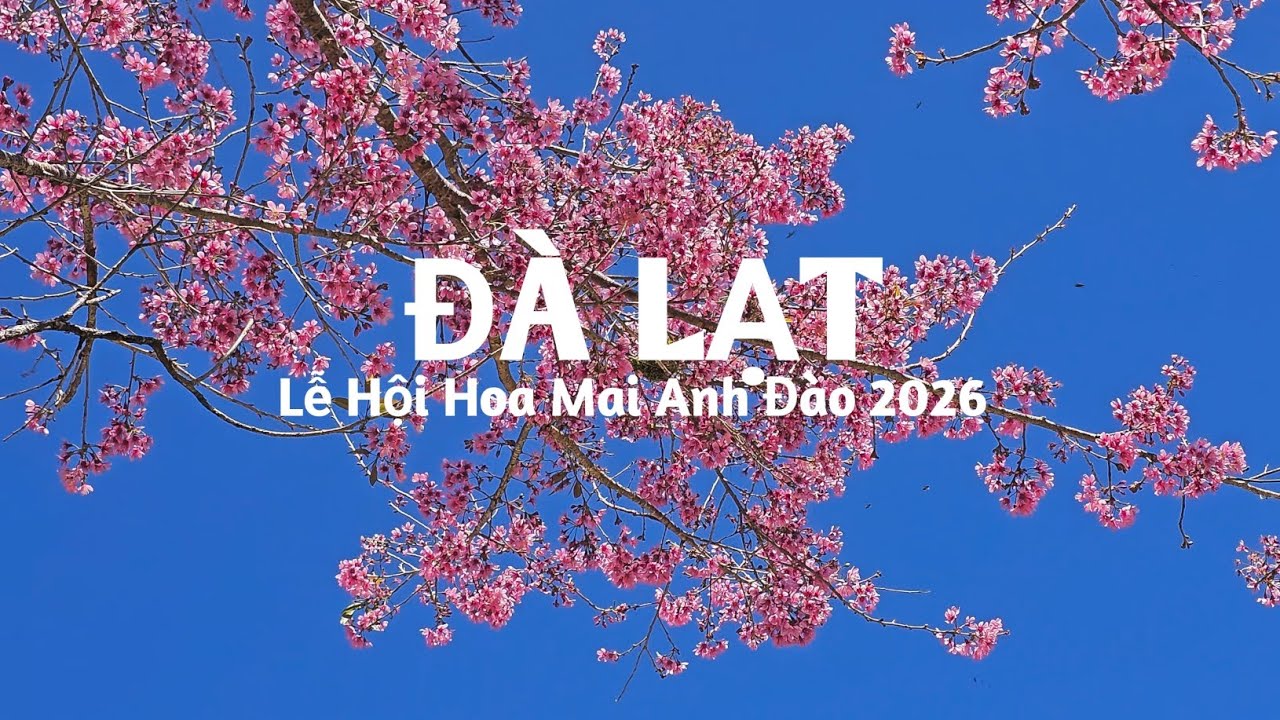 ĐÀ LẠT | Lễ Hội Mai Anh Đào 2026