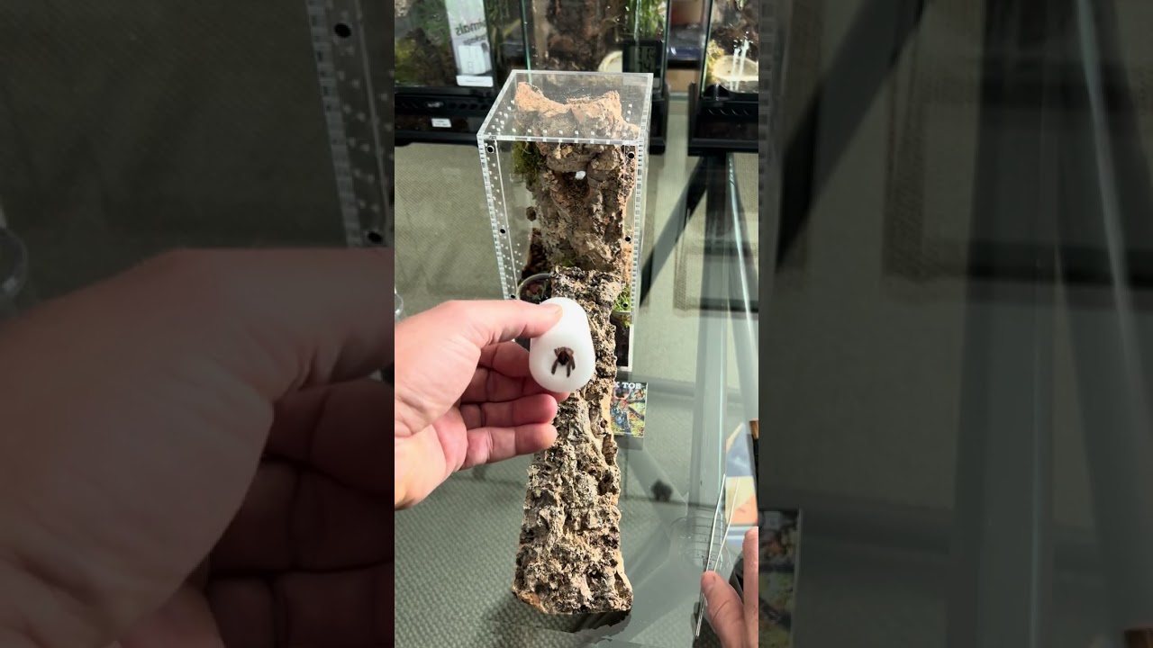 Stunning & colorful Amazon Sapphire Pink Toe Ybyrapora Diversipes