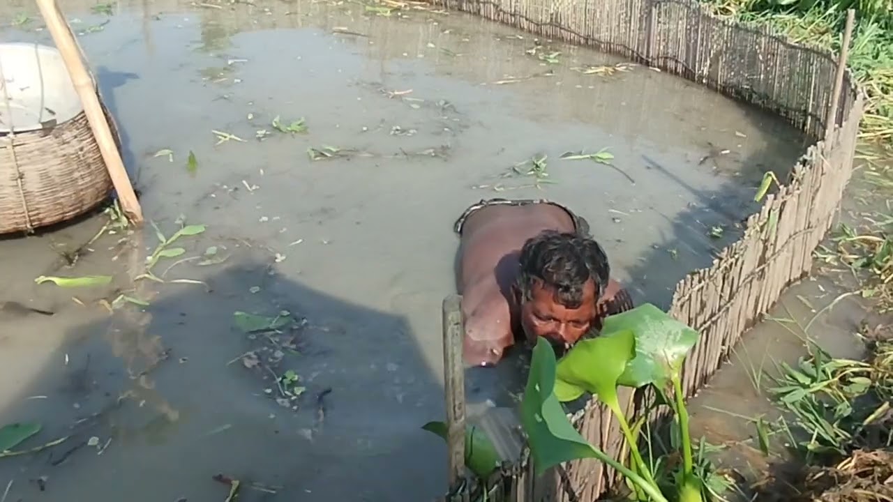 village fishing - catching deffrent fishes in pond