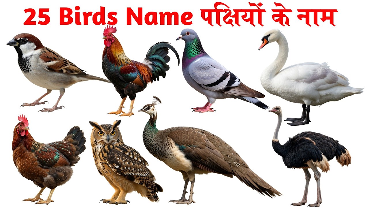Birds Name in English and Hindi with PDF | पक्षियों के नाम हिन्दी और अंग्रेजी में pdf के साथ |
