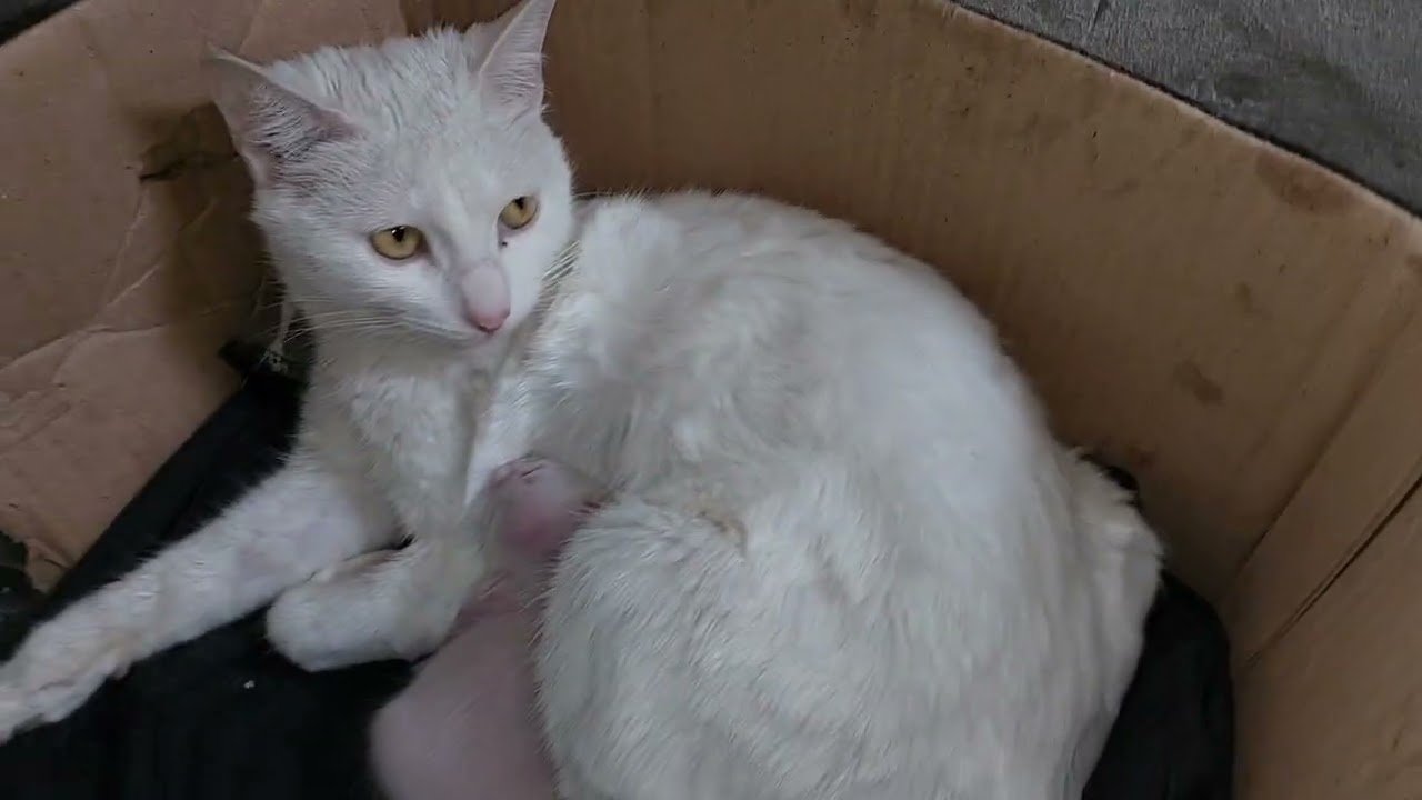 Mother Cat Cuddles and Hides Her Only Kitten 😢🐾 So Overprotective!