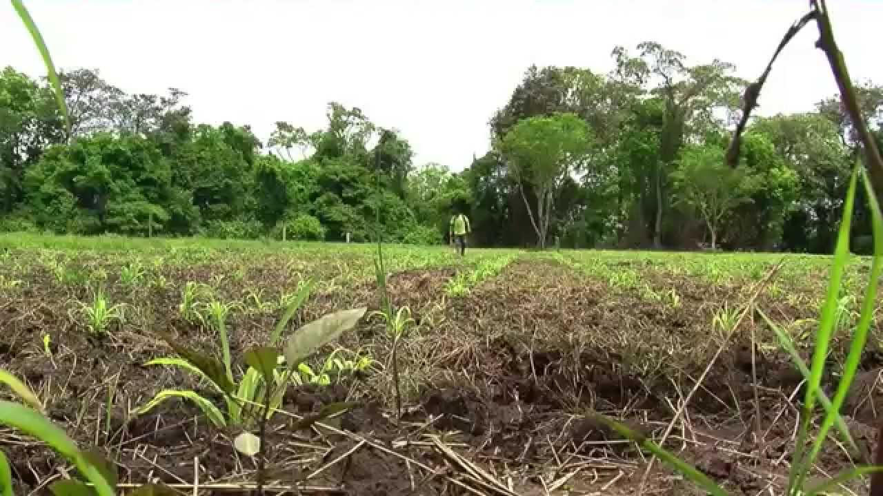 Cómo cultivar Maíz - TvAgro por Juan Gonzalo Angel - Maiz