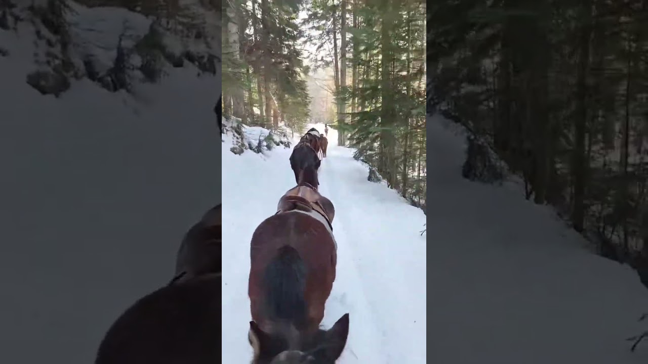 Horse Riding Bozovca, Sharr Mountains, North Macedonia - January 20, 2026