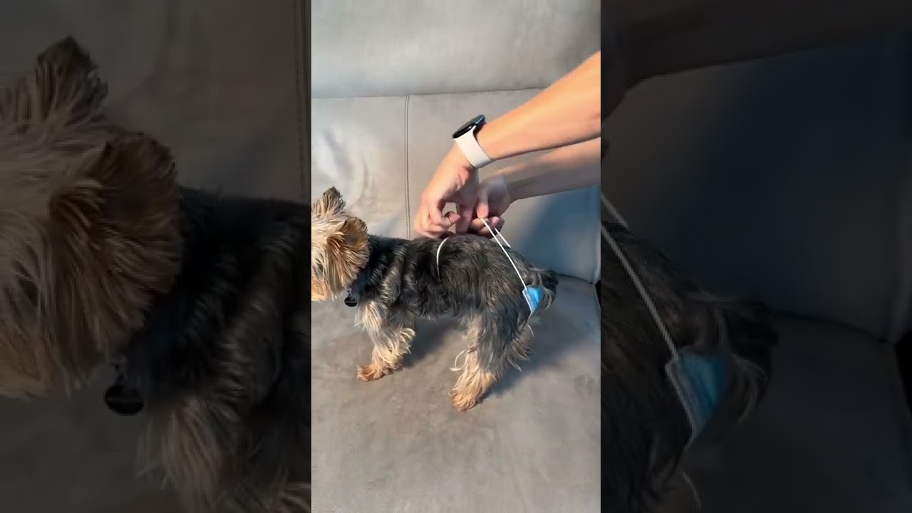 DIY Doggie Diaper #shorts #yorkie #mask #diaper #furbaby