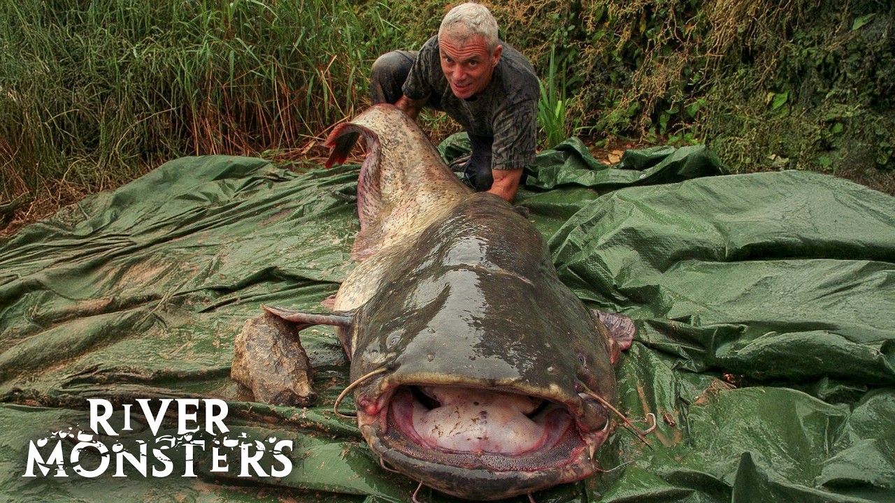 Face to Face With a Giant Wels Catfish the Size of a Man | River Monsters