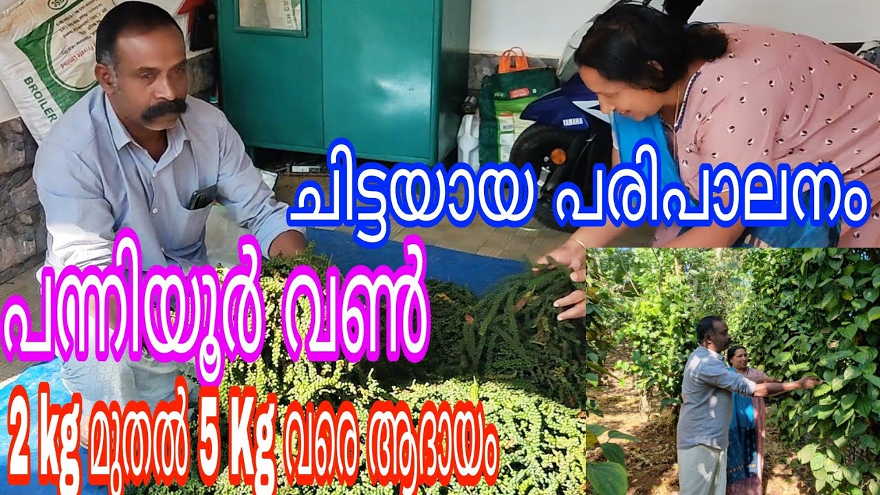 Pepper panniyoor better yeild#antony muniyara Vlogs