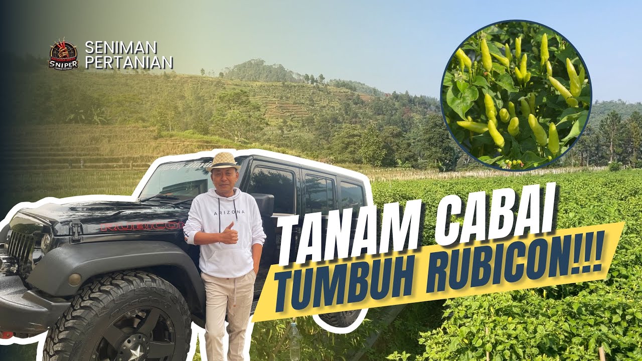 PERNAH 2X DIUSIR DARI KONTRAKAN, KINI SUKSES KEMBANGKAN PERTANIAN! TANAM CABAI METODE BUKU SAKTI!!