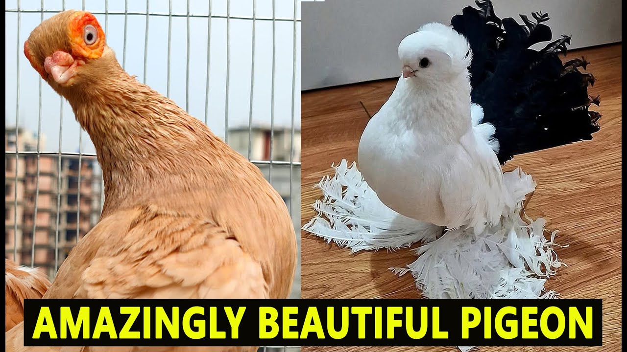 Top 7 Fancy Pigeon Breeds You Never Knew Existed