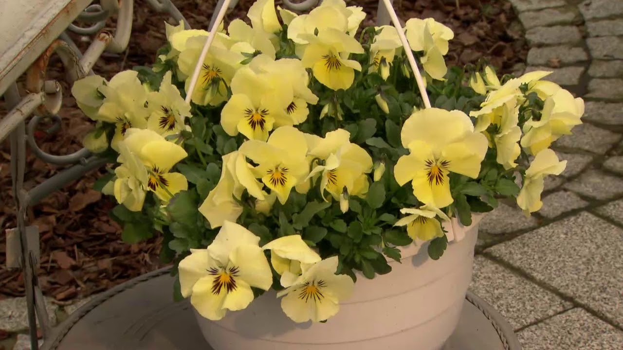 ORF Gartentipp Fr&uuml;hlingsbl&uuml;her