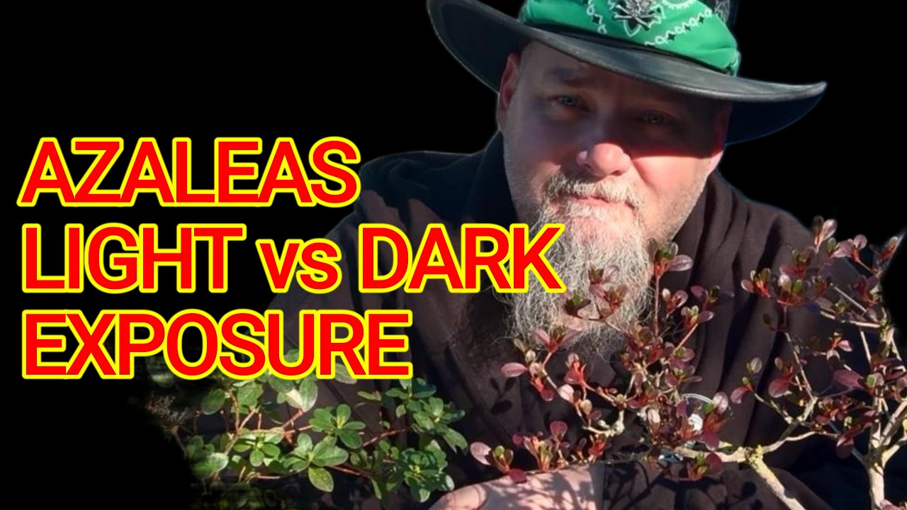 Ep68 Azalea differences