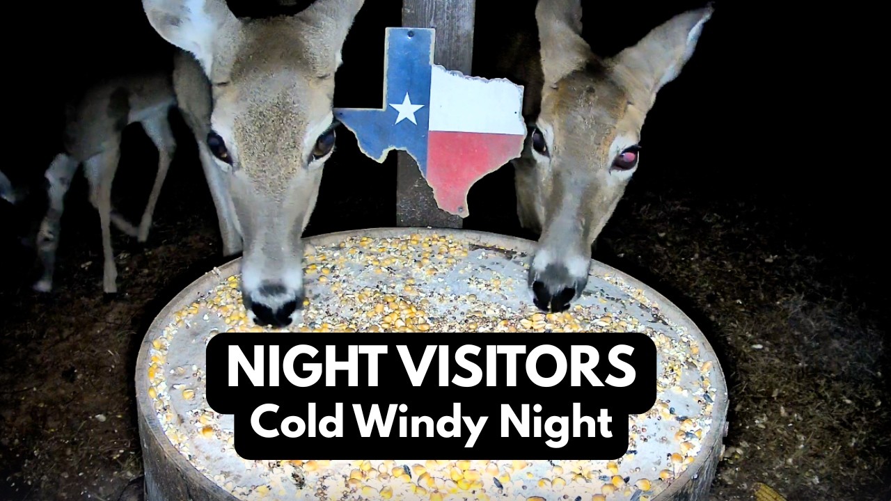 [LIVE] East Texas Night Wildlife Cam | Deer, Raccoons & Backyard Visitors | Cold Clear Night 🌙