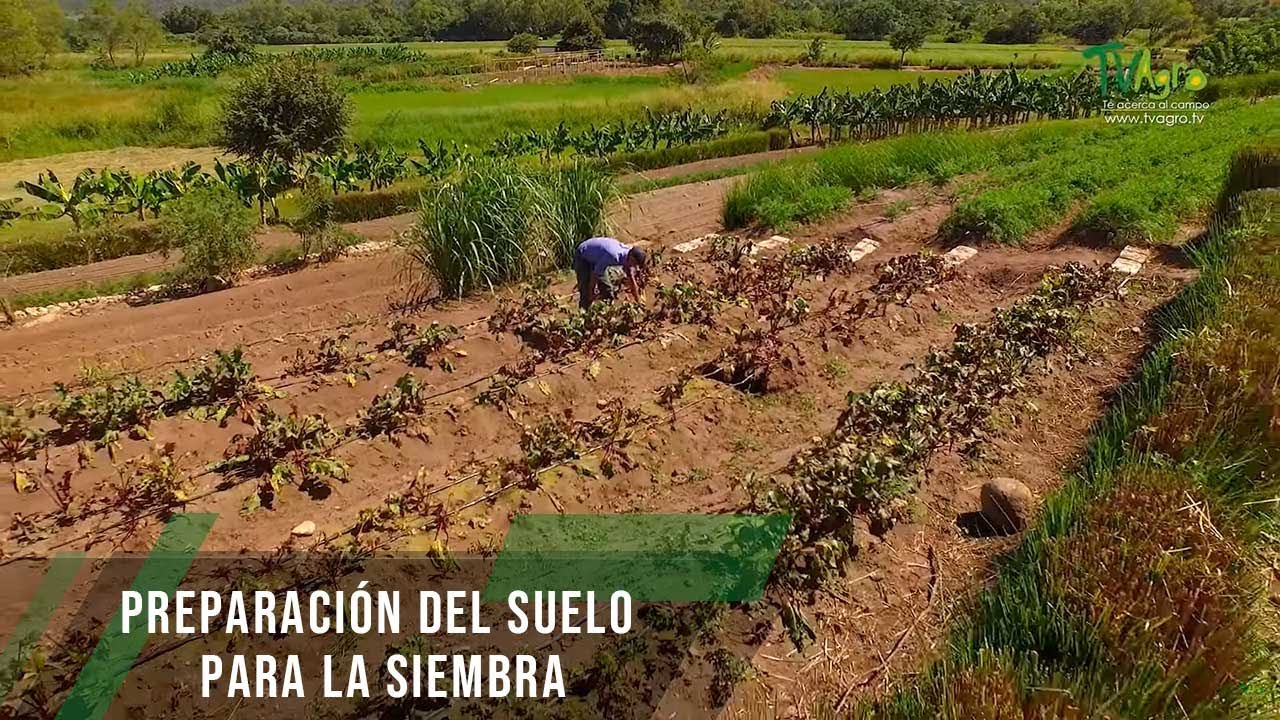 Preparación del suelo para la siembra - TvAgro por Juan Gonzalo Angel Restrepo