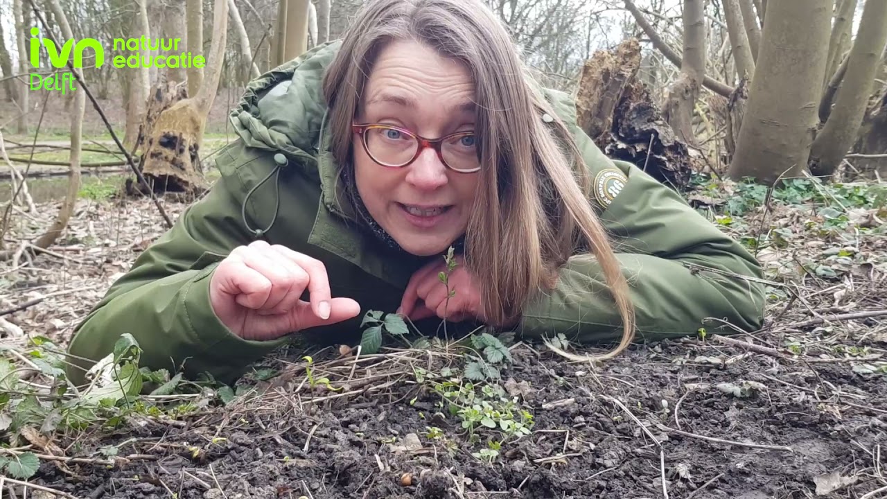 Lente in de achtertuin: Van zaadje tot boom
