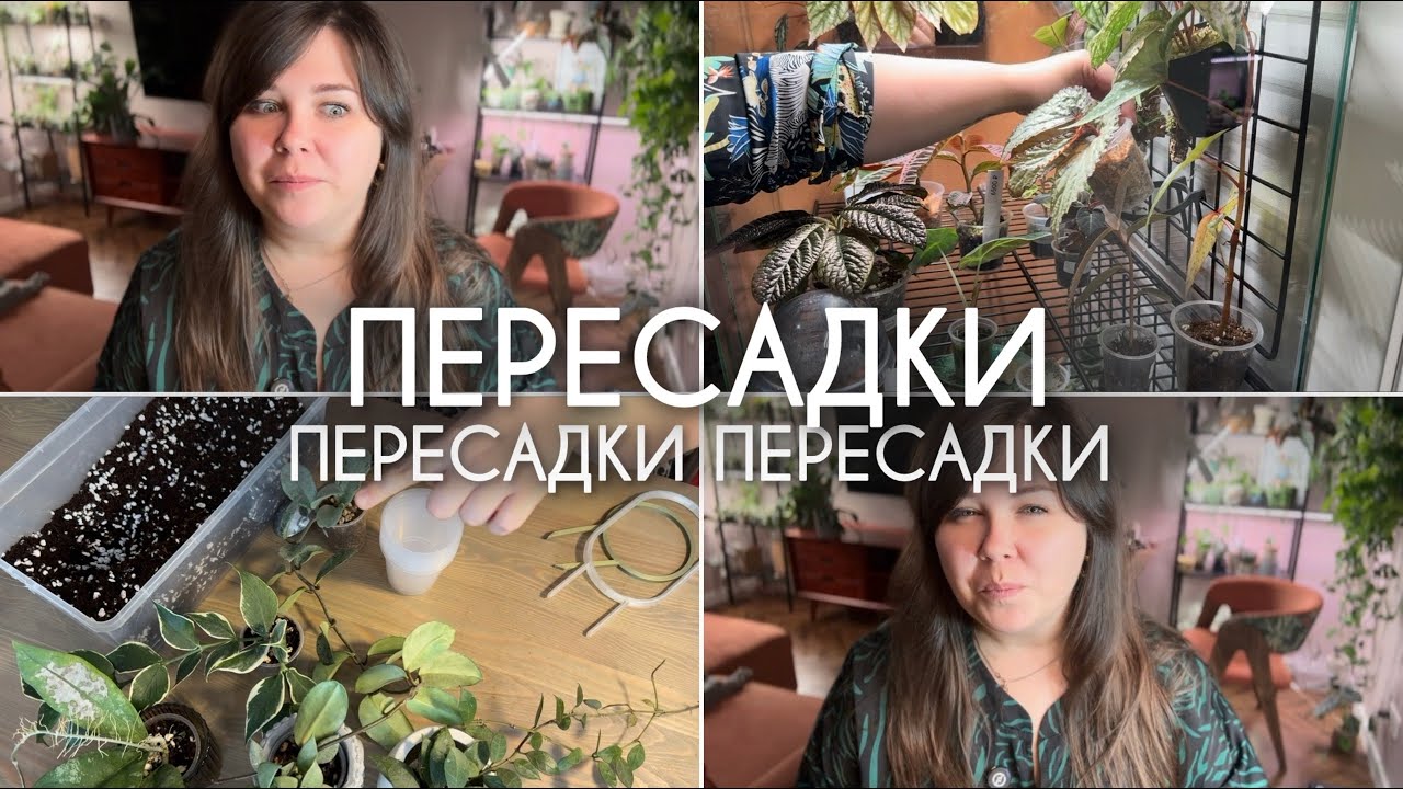 ГЛОБАЛЬНАЯ ПЕРЕСАДКА: хойи, бегонии, антуриумы и другие растения