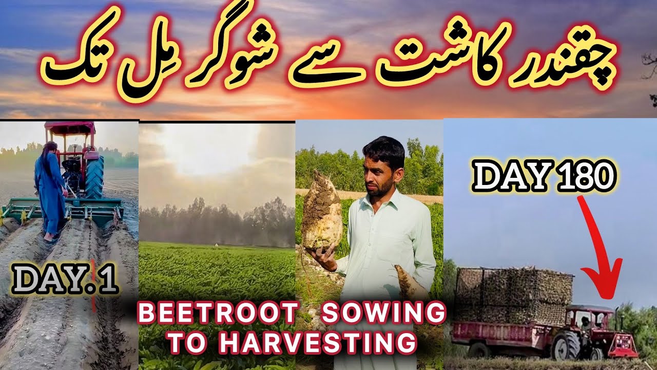 Chaqandar Kasht sy Sugar mill tak  complete process | Beetroot 🫜 From Sowing to harvesting