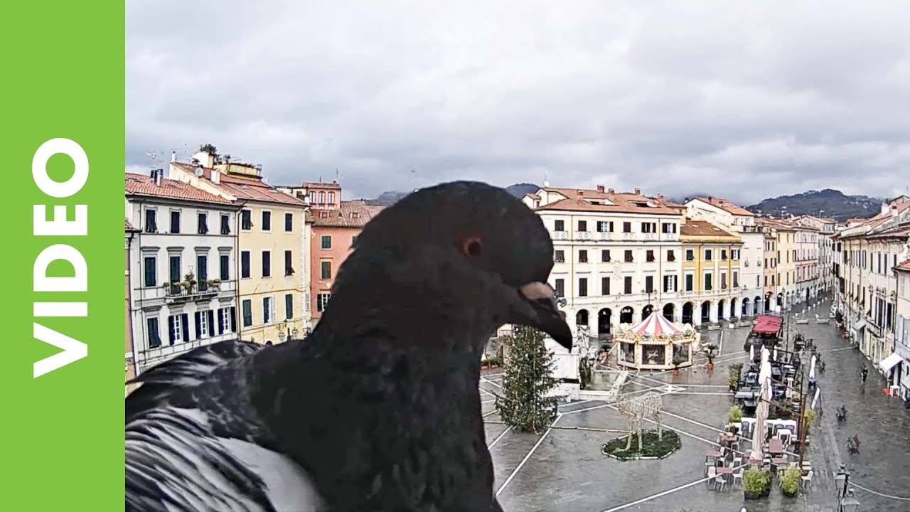 Piccione in webcam - Sarzana SP - 24 Dicembre 2021