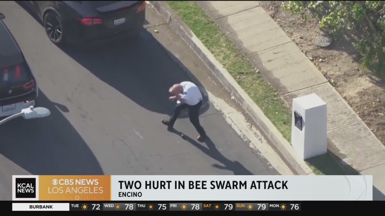 Encino bee swarm: LAPD volunteer hospitalized; others stung