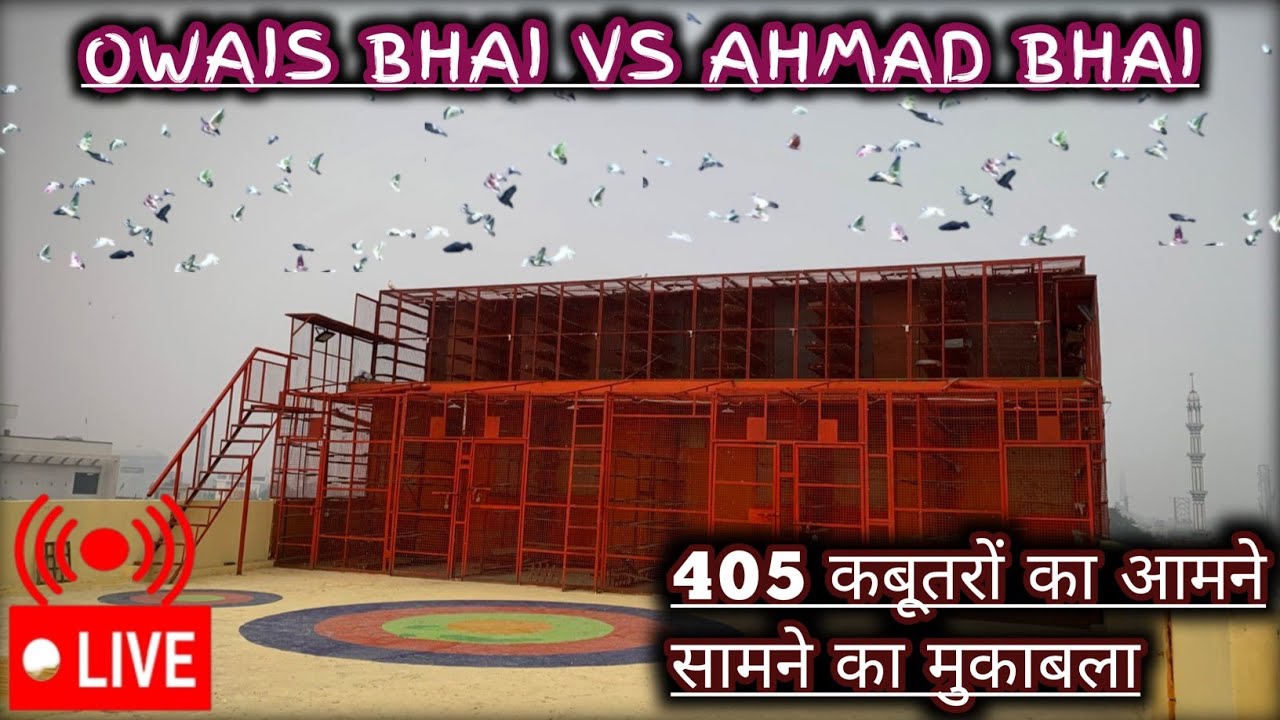 सुबह झंडी की LIVE UPDATE | 401 कबूतरों की उड़ान उवैस भाई बरेली Vs अहमद भाई चांदपुर
