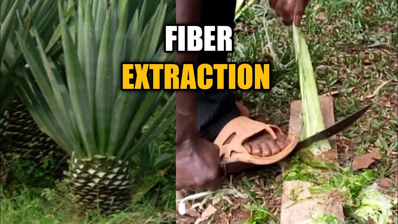 A TRADITIONAL METHOD OF EXTRACTING SISAL FIBER.(diy 16)
