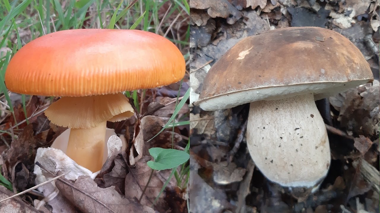 Harika Bir Mantar Avı, Değerli ve Kaliteli Mantarlar ile Süper Bir Mantar Yemeği