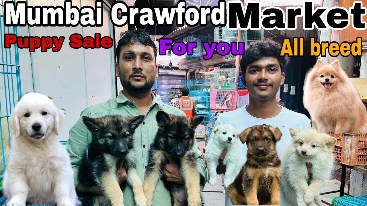 Mumbai Crawford market For Pet Sale For Contact Me My Number . 9503611734