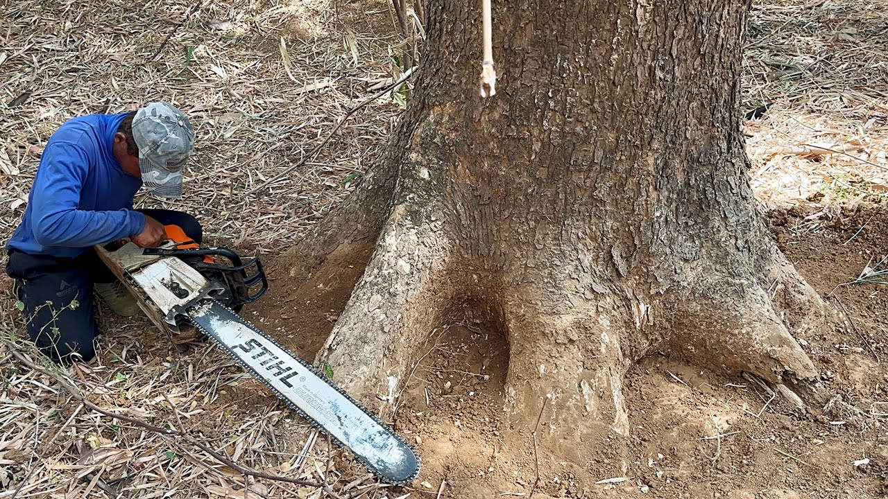 The first tree has a hole, the second tree is really troublesome‼️
