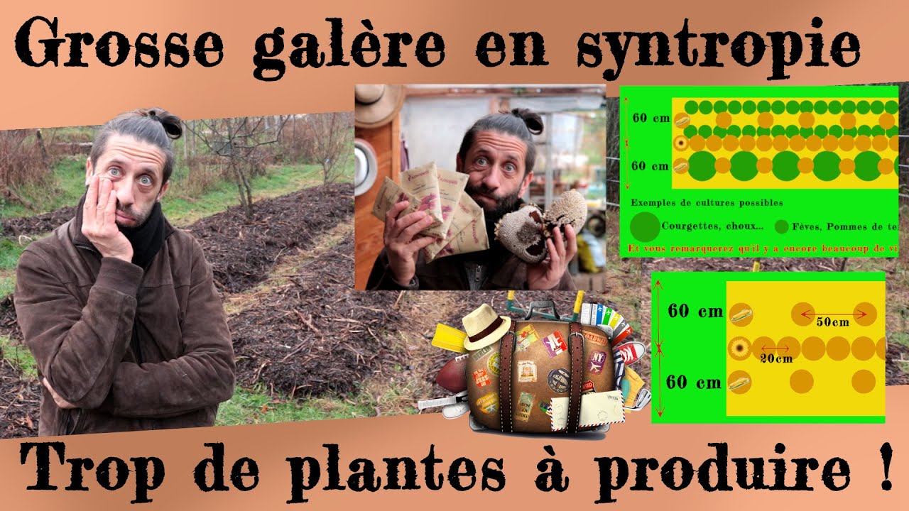 Grosse galère en syntropie, Trop de plantes à produire ! Plans et densité de plantation