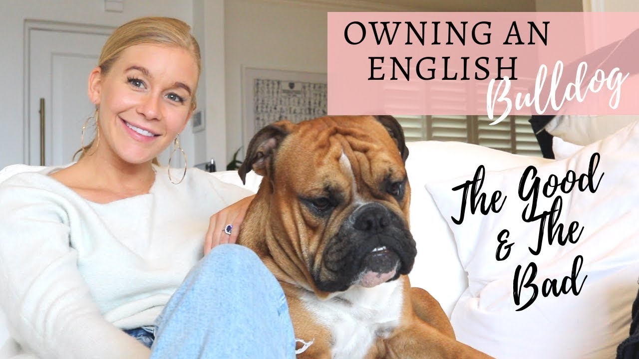 OWNING AN ENGLISH BULLDOG | 