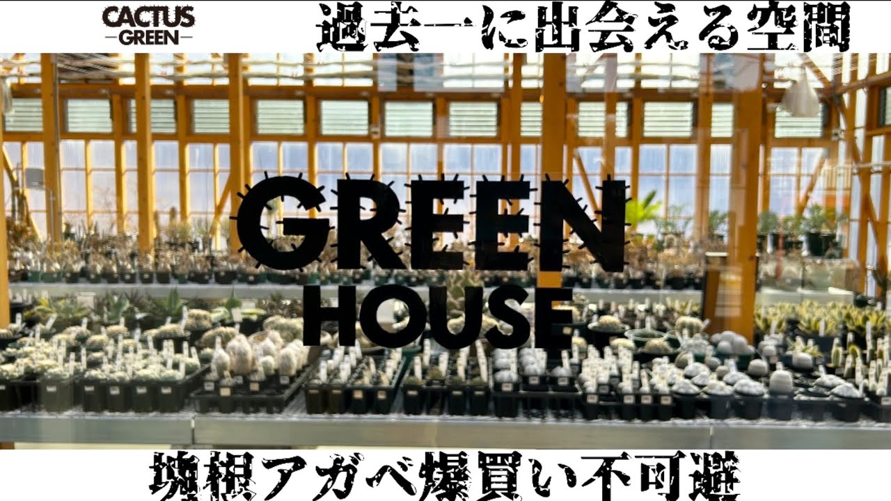 【CACTUS GREEN】塊根植物【アガベ】サボテン全てが揃う最高の園芸店は最強のお洒落空間でした。#カクタスグリーン