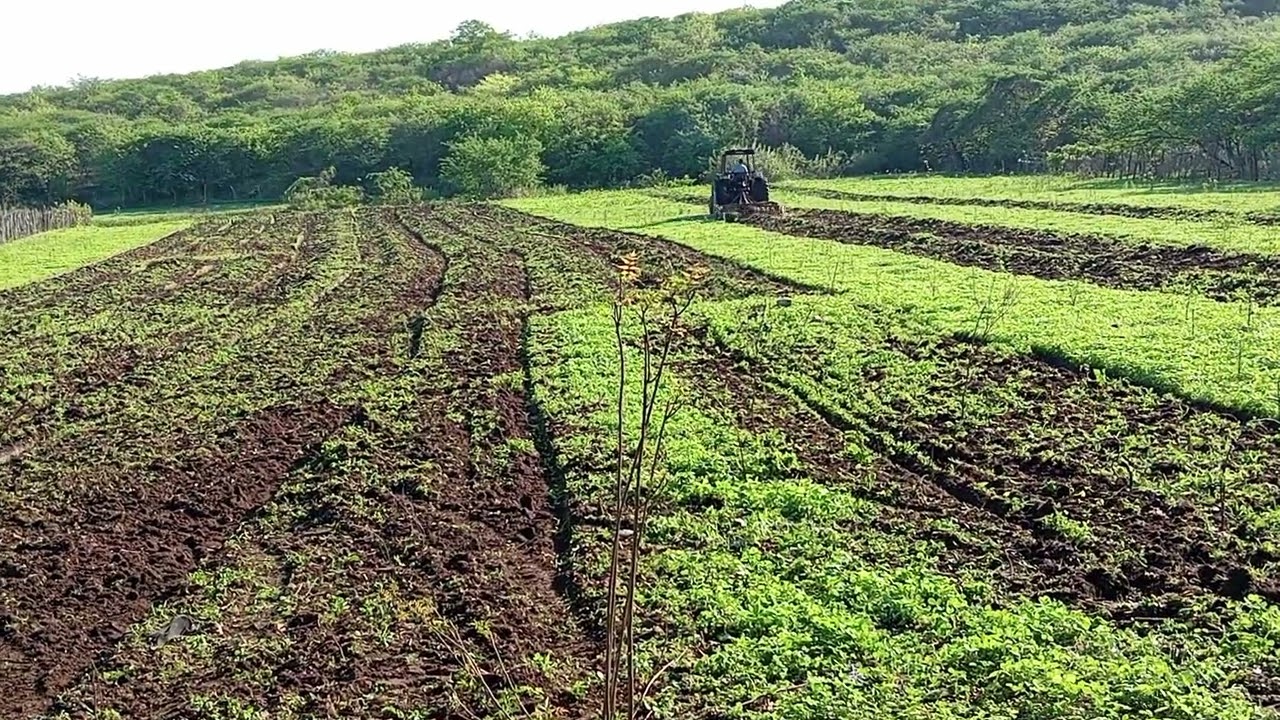 Hoje 10 de fevereiro 2026Harada de terra no assentamento Jurema distrito Salitre 